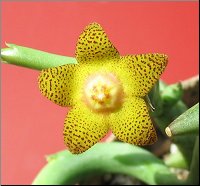 Orbea schweinfurthii
